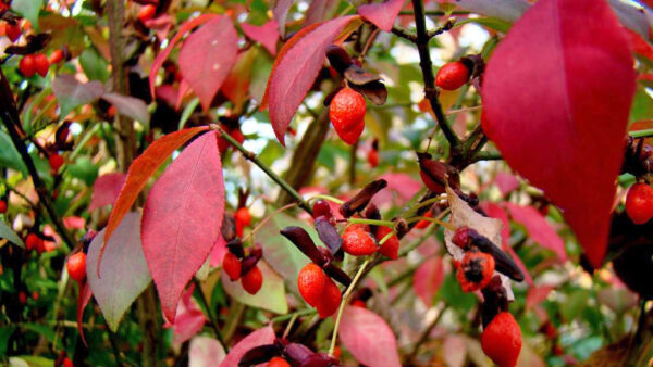 Invasive burning bush