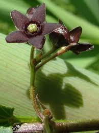 black and pale swallow-wort