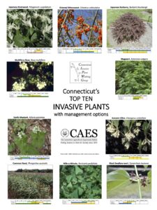 A poster titled 'Top Ten Invasive Plants of Concern in Connecticut' lists ten invasive plant species along with management options. The listed plants include Japanese Knotweed, Oriental Bittersweet, Japanese Barberry, Mugwort, Multiflora Rose, Garlic Mustard, Autumn Olive, Common Reed, Mile-a-Minute, and Black Swallow-wort. A seasonal management chart indicates the appropriate months for flowering, chemical treatments, cutting, mowing, and pulling plants. The poster includes photo credits to IPANE, Todd Mervosh, and CAES contributors Jatinder Aulakh and Rose Hiskes.