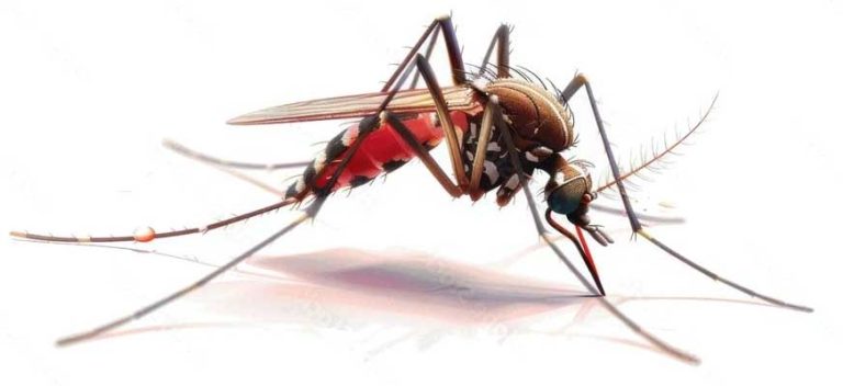 in2care mosquito