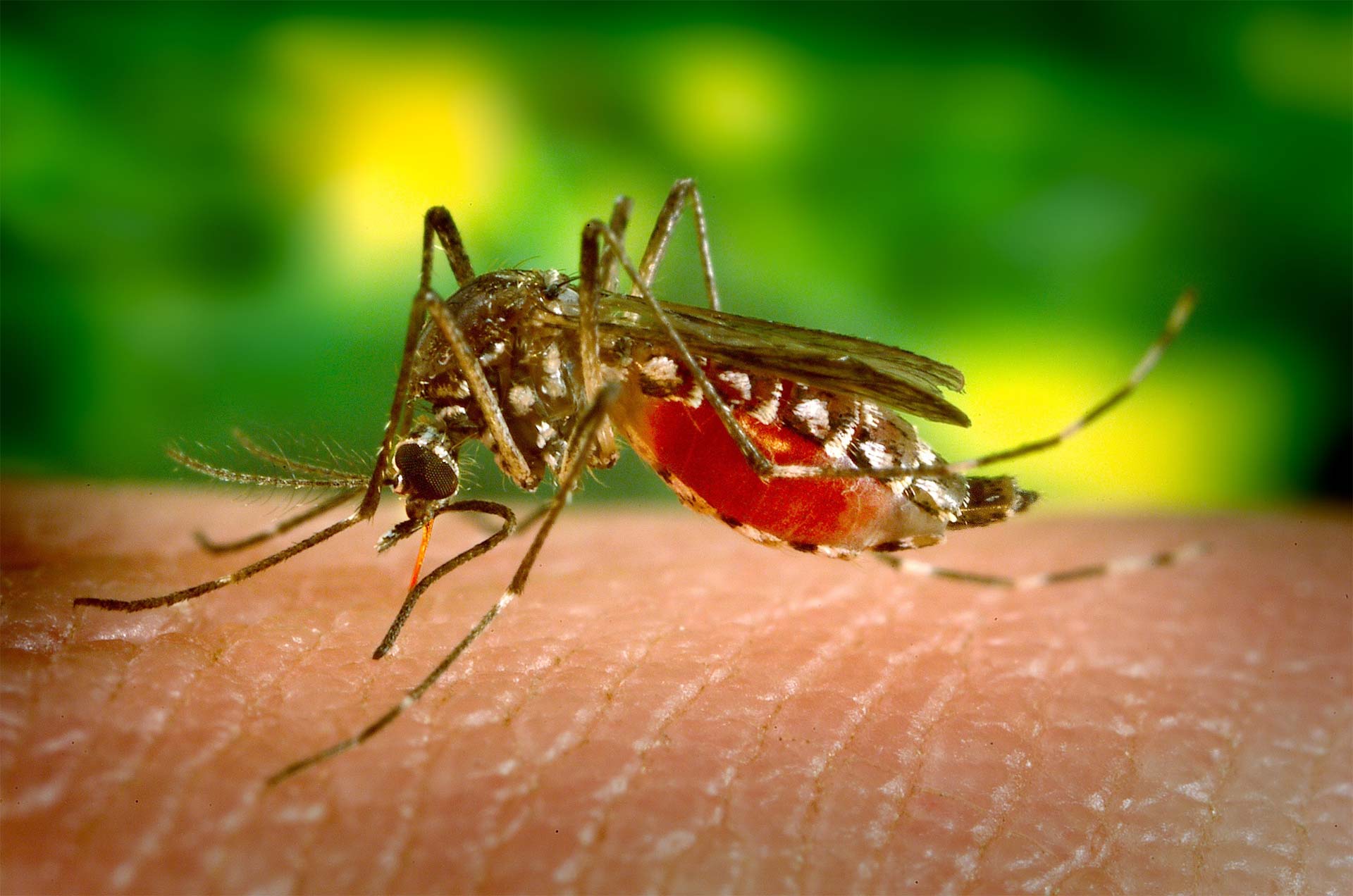 pest control services