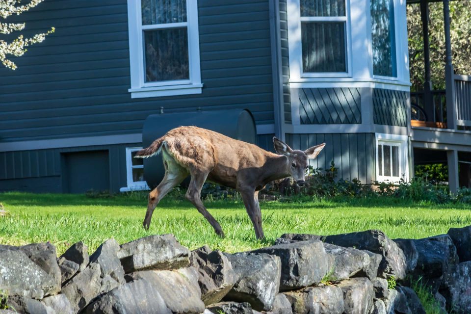 repel deer